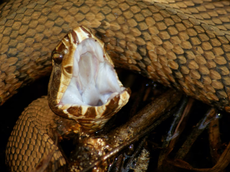 Western cottonmouth