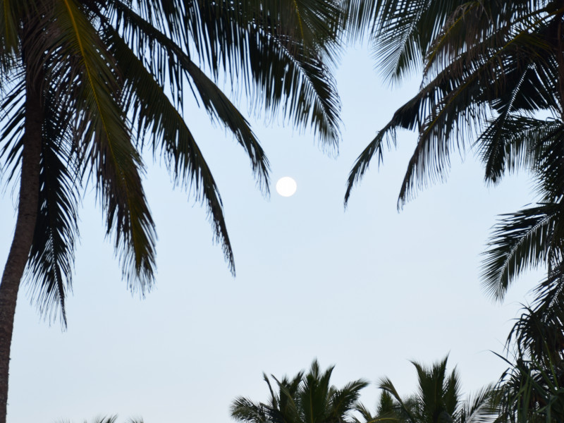 Palms and moon