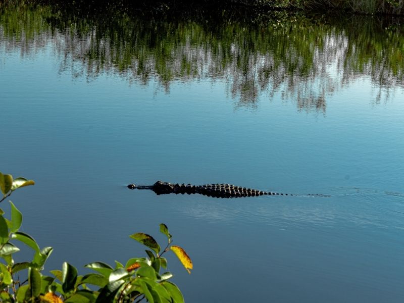 One of the best places to see wild alligators in Florida is Deep Hole at the Myakka River State Park