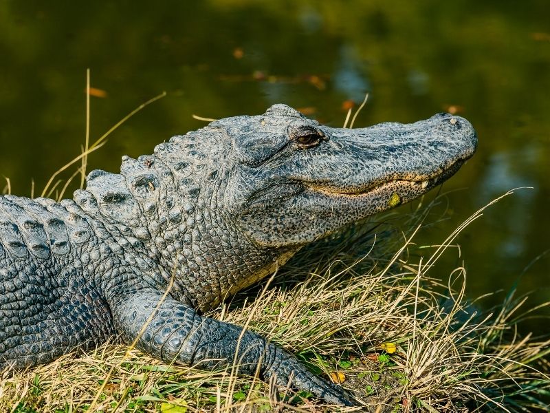 One of the best places to see wild alligators in Florida is the Everglades National Park 