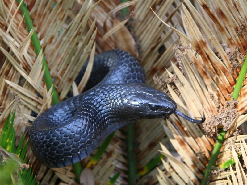 eastern indigo - largest snakes in the world