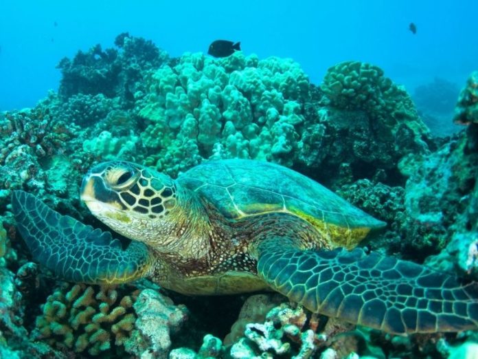 9 of the best snorkel spots in Oahu Hawaii