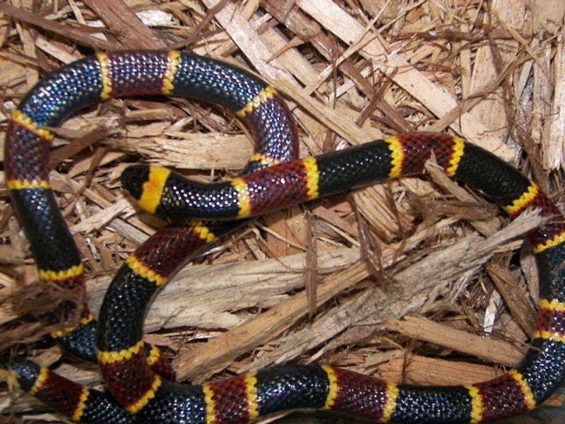 coral snakes are the most venomous snakes in Texas