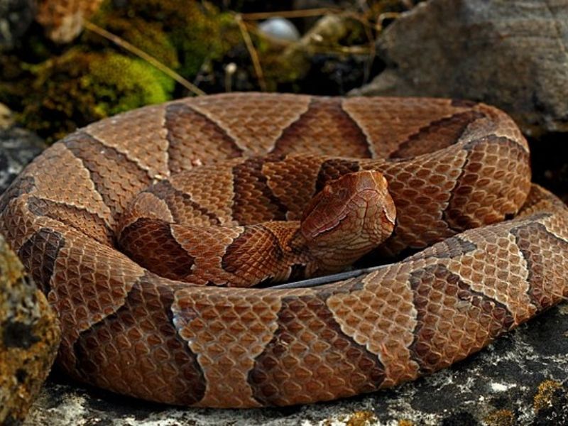 Copperhead snake's beautiful colouring makes them  masters of camouflage 