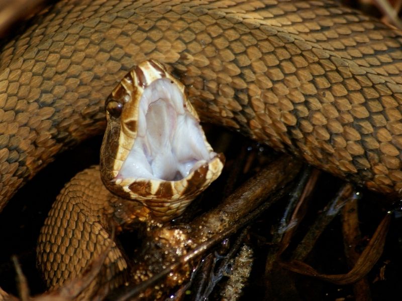 The white mouth earned the cottonmouths their name.