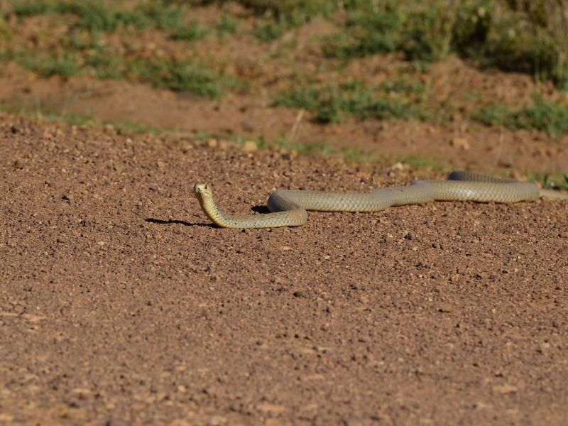 king brown - largest snakes in the world
