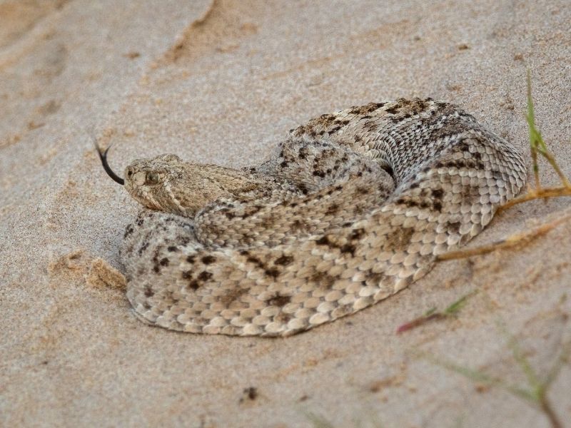 western diamondback rattlesnakes are responsible for the most the deaths by venomous snakes in Texas. 