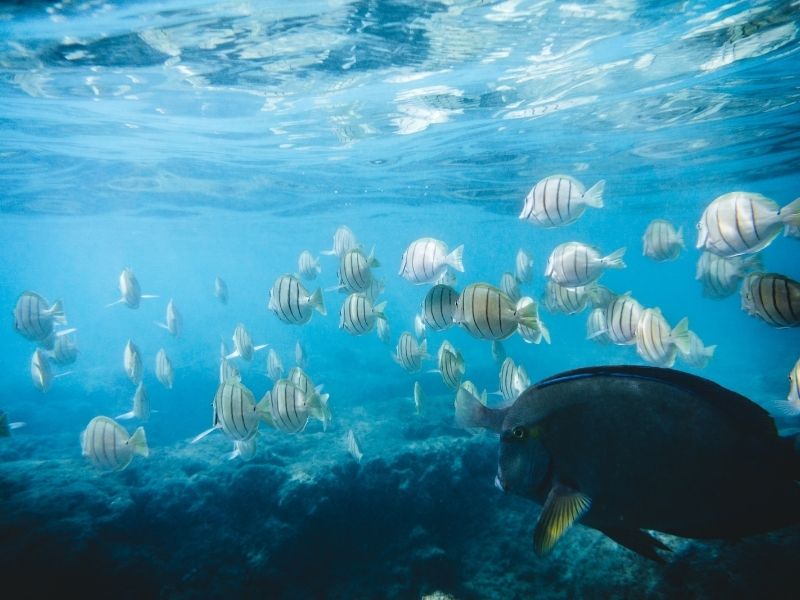 Oahu has some of the best snorkeling in the world.