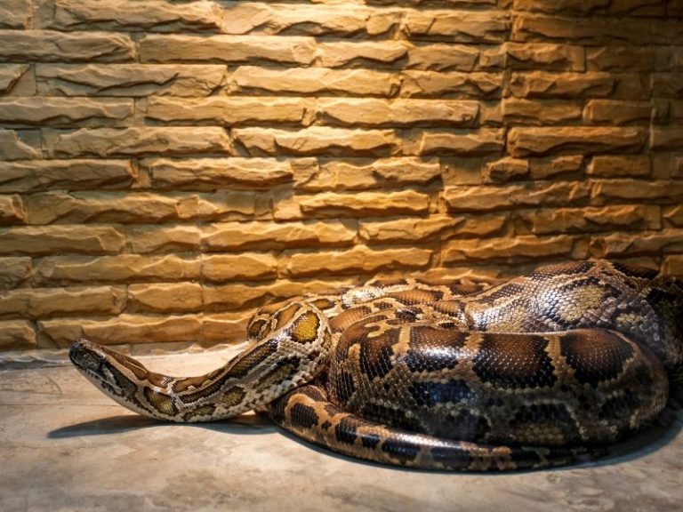 The Largest Snakes in the World: 11 Slithering Giants