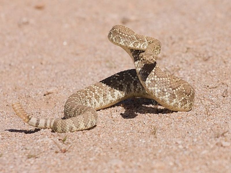 The Mojave rattlesnake is one of the most venomous snakes in Texas. 