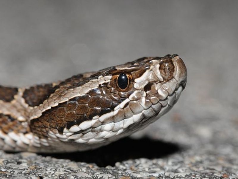 Massasauga rattlesnakes have a highly potent venom but are unable to deliver more than a small dose. 