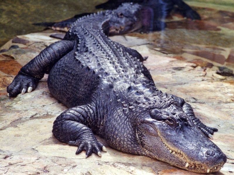 If you're looking for the biggest alligators in Florida head to Lake Kissimmee