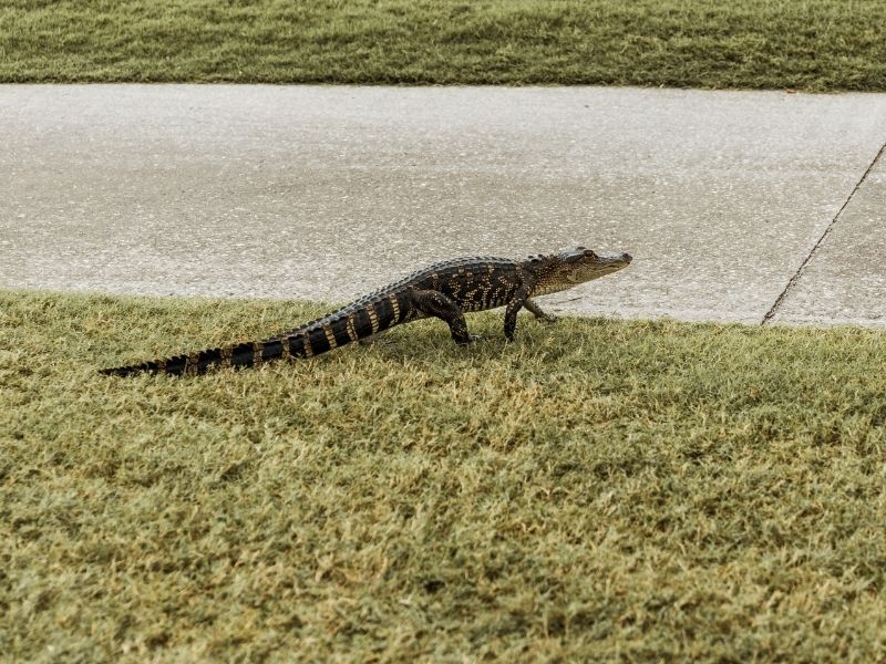 On Sanibel Island you might just spot an alligator strolling the golf courses