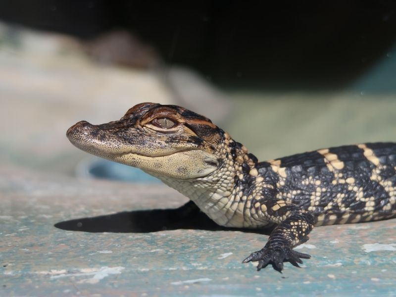 See mother and baby alligators safely in Audubon's sanctuary