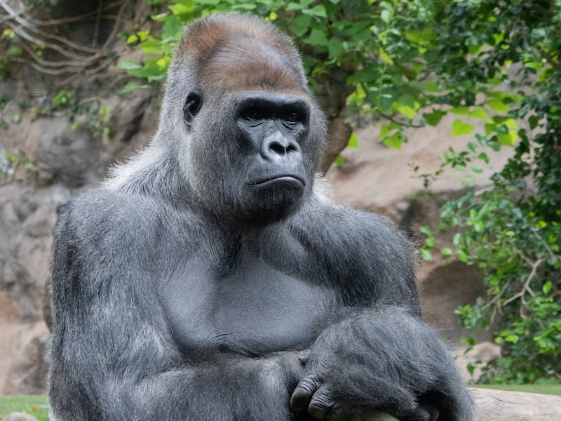 A male gorilla sitting cross legged in a jungle