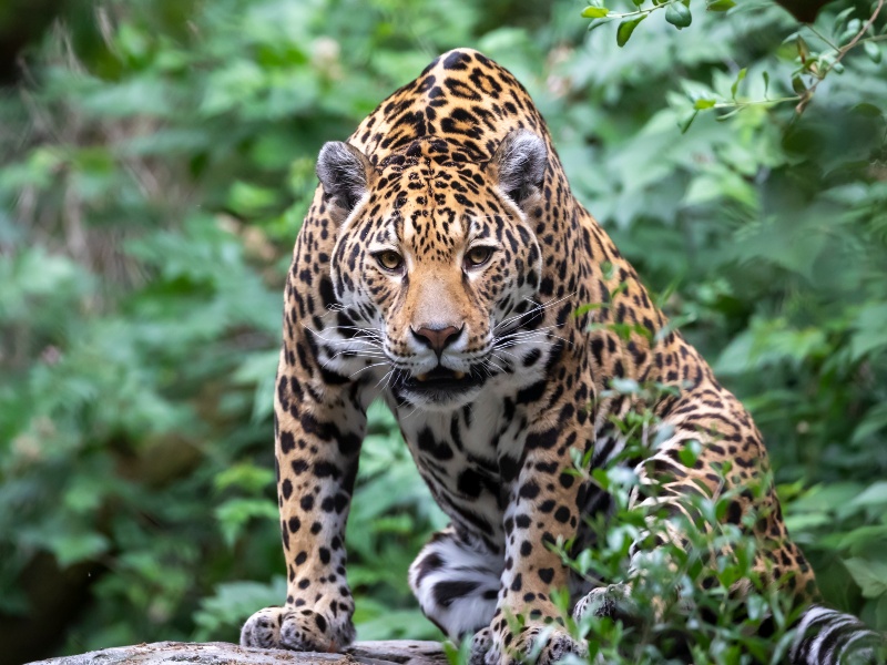 The Amazonian Jaguar is the largest species of feline in the Americas.