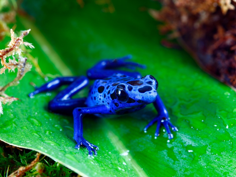 The poison dart frog is highly venomous.