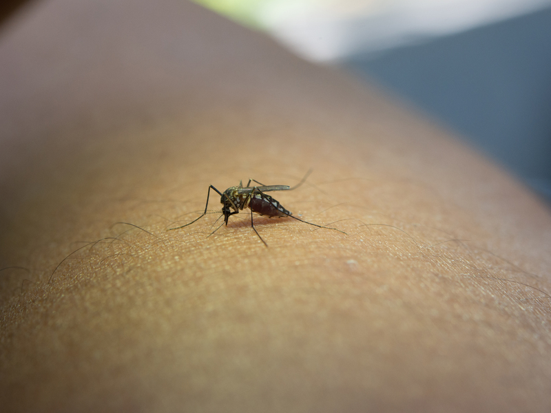 Close-up of mosquito sucking blood from human arm.