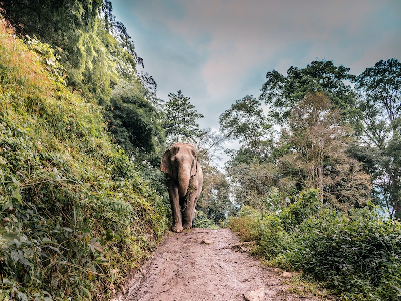 Where to See Elephants in Thailand