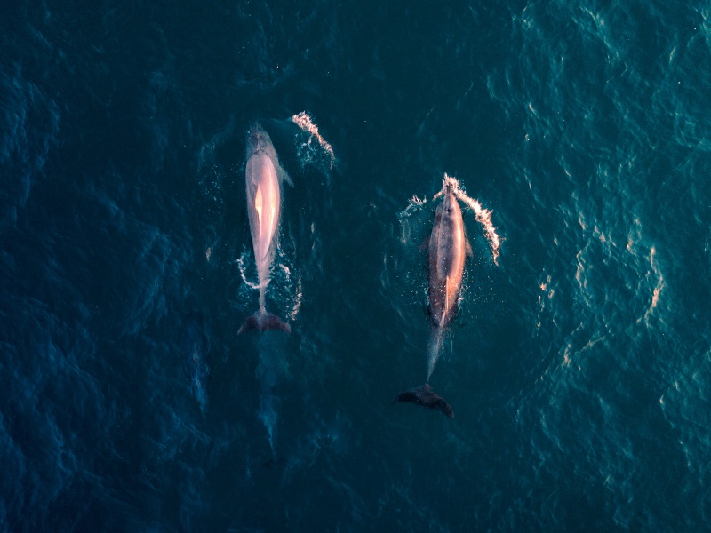 Pink dolphins are only found in the Amazon!