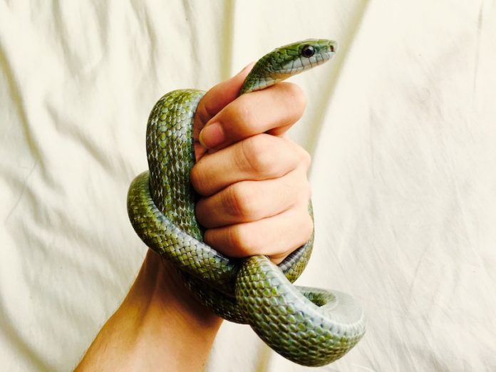 Man holding a dangerous Japanese rat snake in his hand