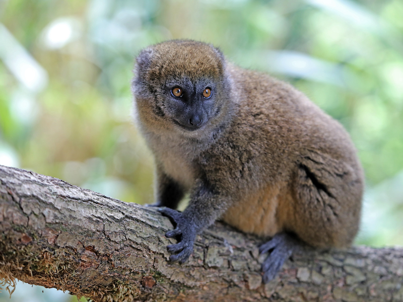Bamboo lemur resting on a tree branch