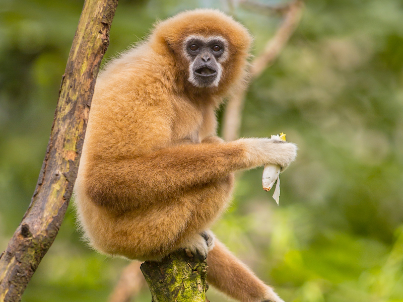 gibbon eating banana on branch in rainforest jungle