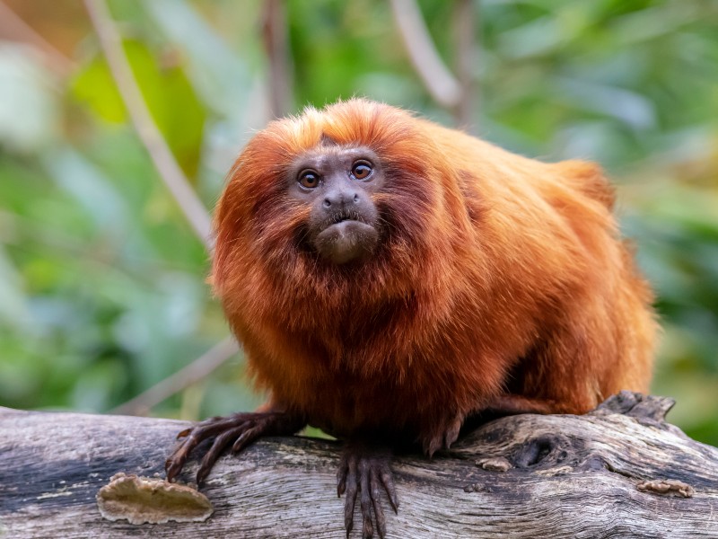 The golden lion tamarin is a small and beautiful rare species of monkey found in the Amazon rainforest.