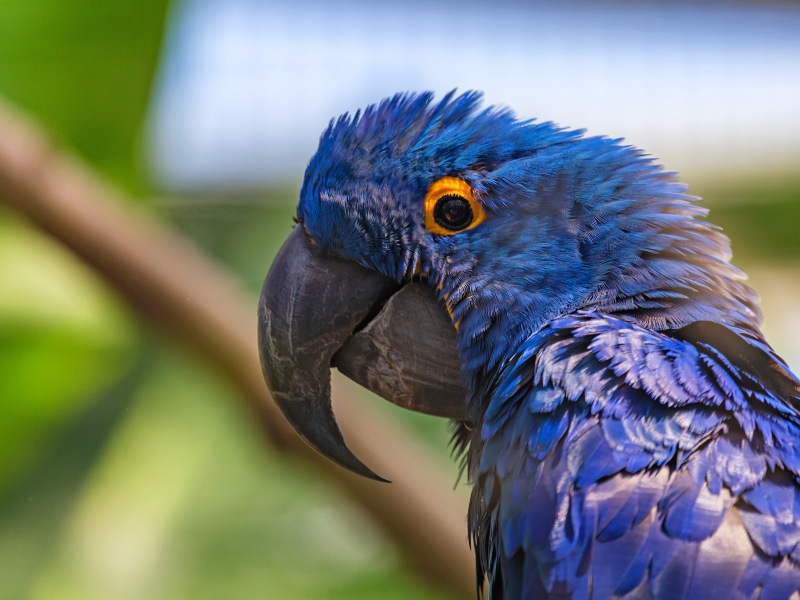 The hyacinth macaw is the largest species of flying parrot. 