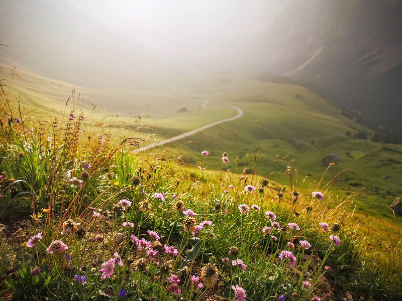 Mount Tendre is one of the best mountains close to Geneva. This image shows a natural, gentle path up the mountain with wildflowers.