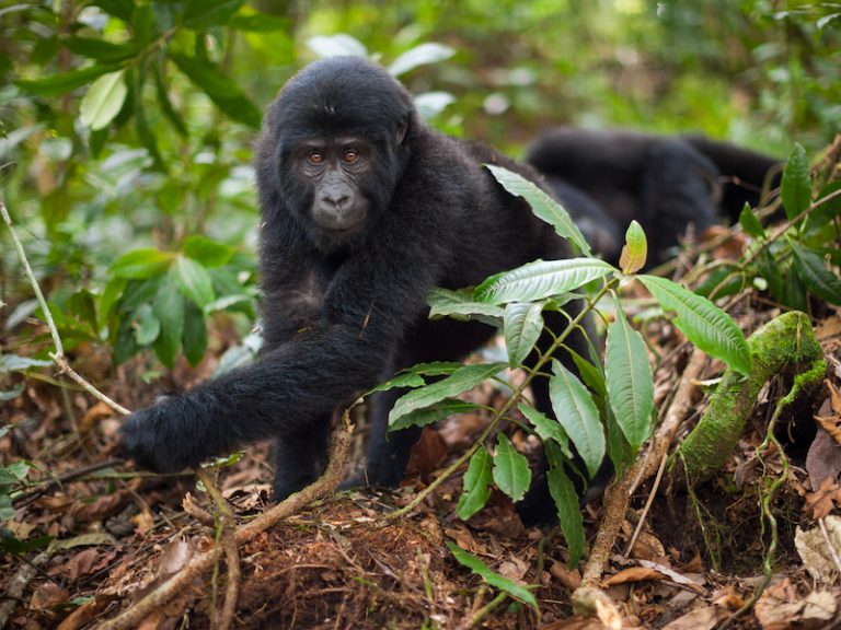 Where To See Gorillas In The Wild: 8 Best Destinations