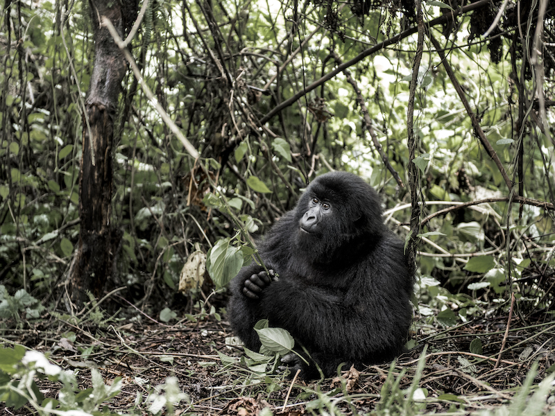 Mountain gorilla, Virunga National Park, DRC, Africa