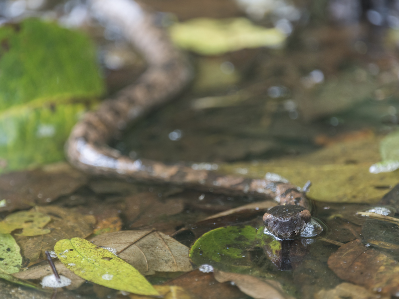 Mountain Pit Viper, wild snake moving through water and leaf litter
