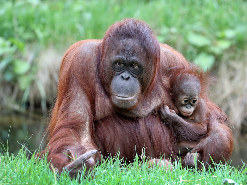 Orangutan mother with baby on the forest floor