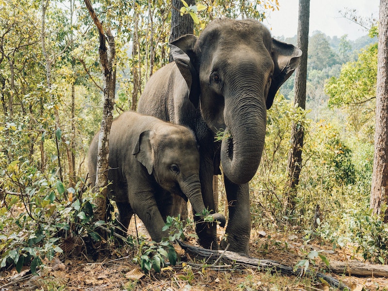 Where to See Elephants in Thailand
