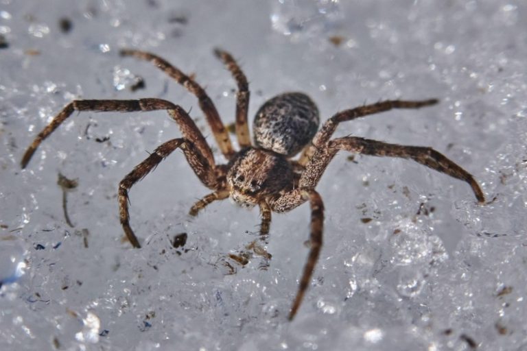The 9 Most Venomous Spiders In The World