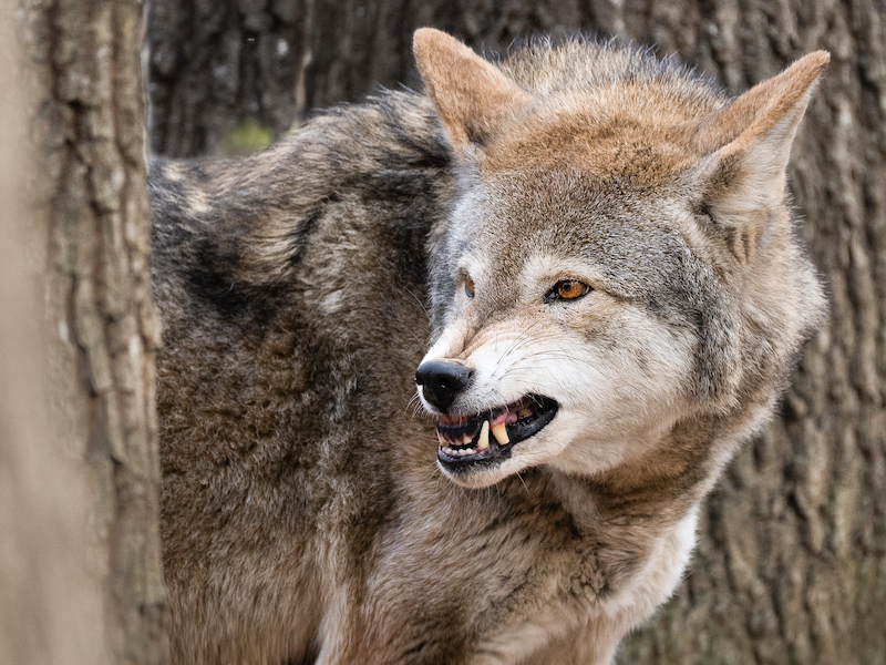 A rare red wolf snarling in between trees in a North Carolina forest