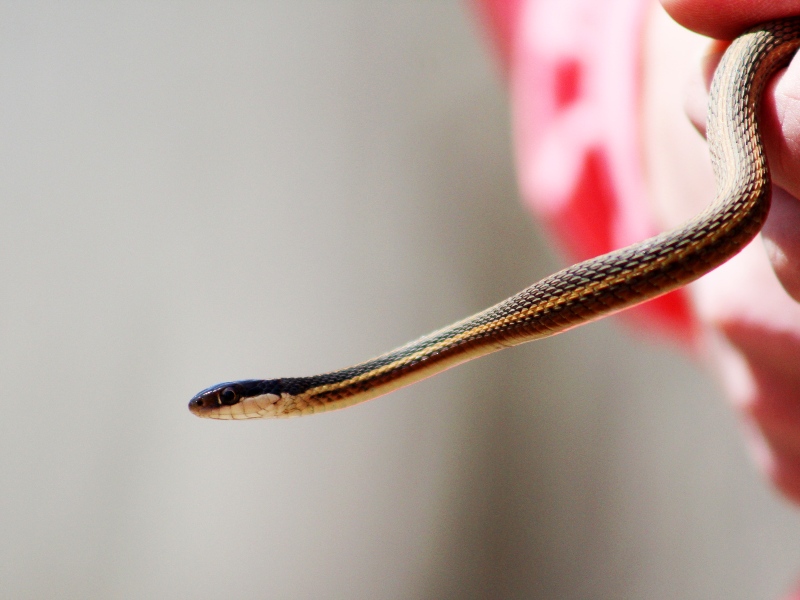 The ribbon snake is a common species of garter snake native to Eastern North America.