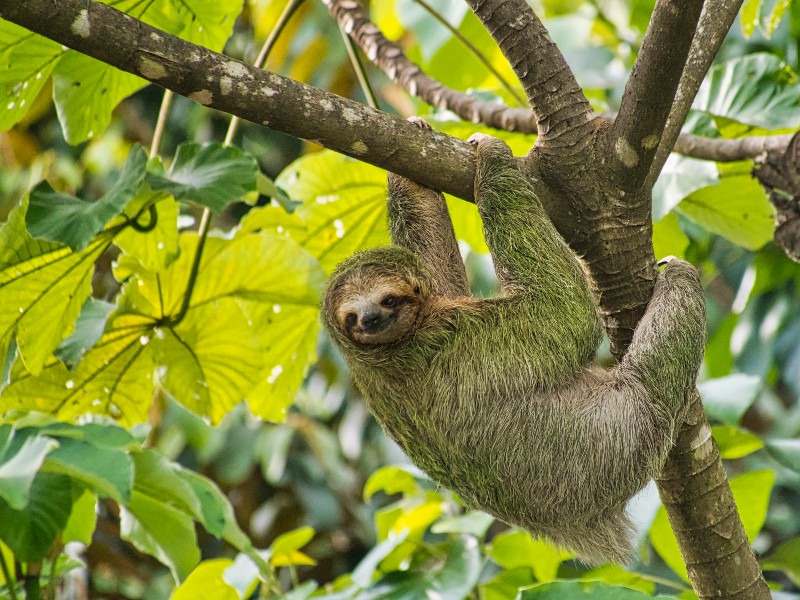 Sloths have such slow metabolisms that they only have to go to the bathroom once a week!