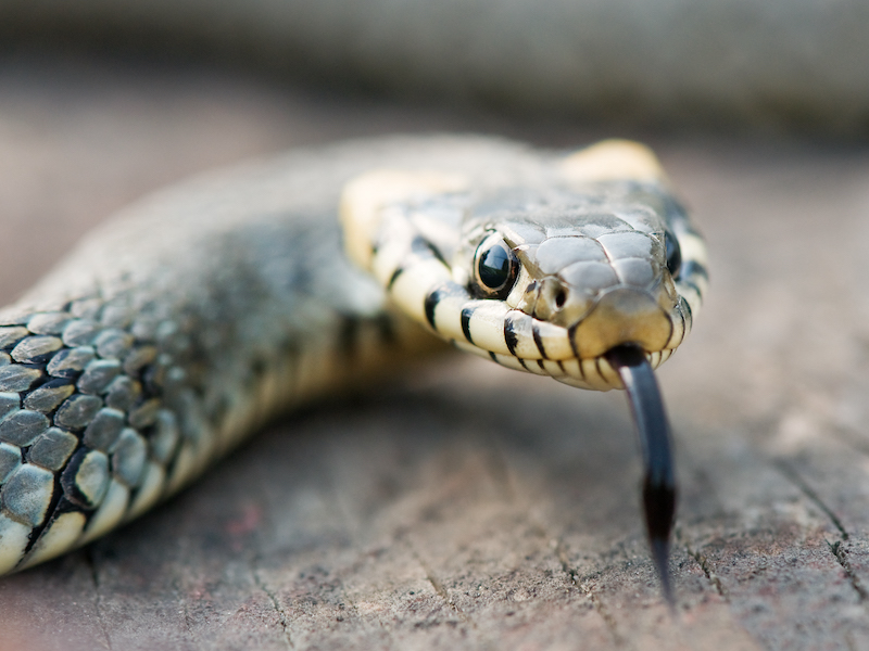 snake on wood stump closeup