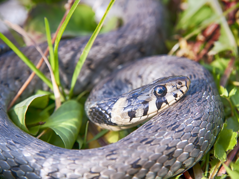 snake basking in sunlight in grass