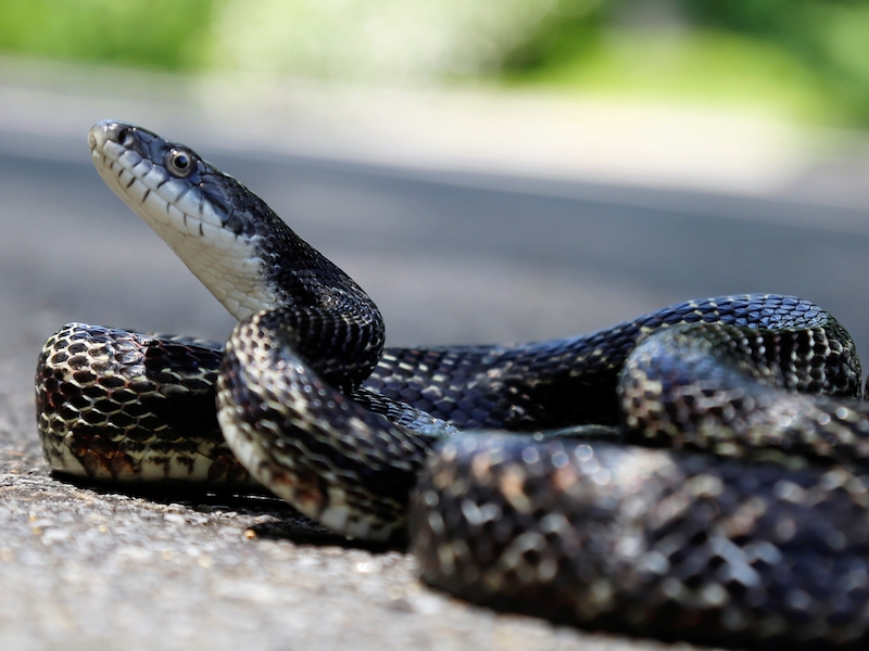Dark colored rat snake with head slightly raised