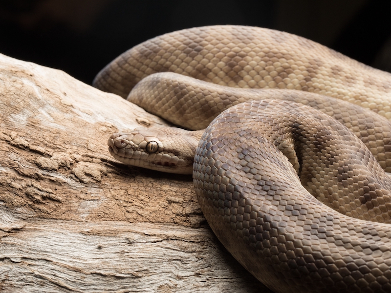 A pale brown snake on a rustic log and black background