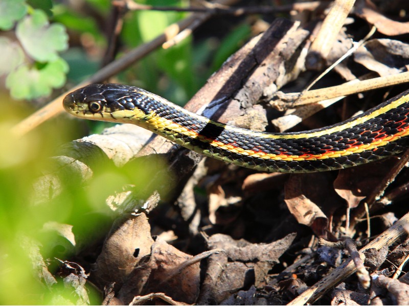 The Butler's Garter Snake is the most common snake in Michigan.