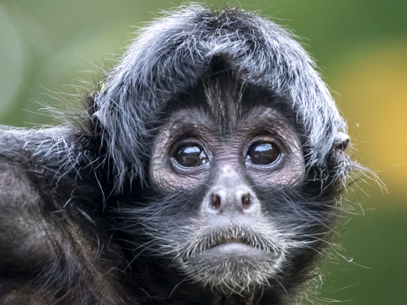 The white-cheeked spider monkey is considered a culinary delicacy in some Amazonian indigenous cultures.
