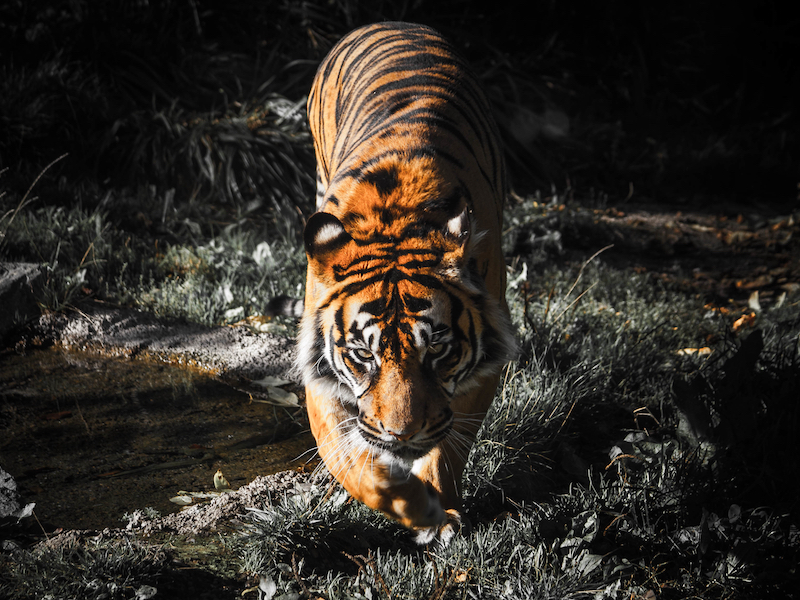 A tiger looking into the camera and walking forwards
