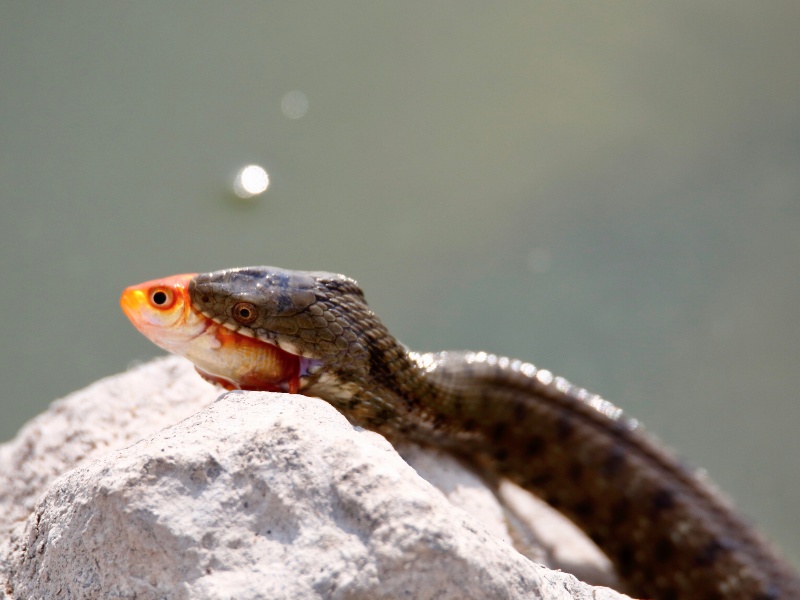 The common water snake can be found basking in the sun near lakes and ponds in Michigan.