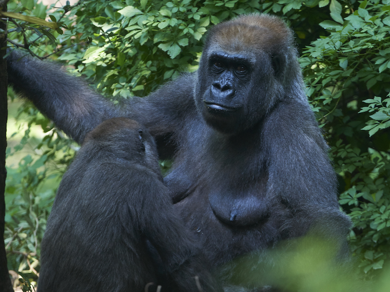 Closeup portrait of the western lowland gorilla