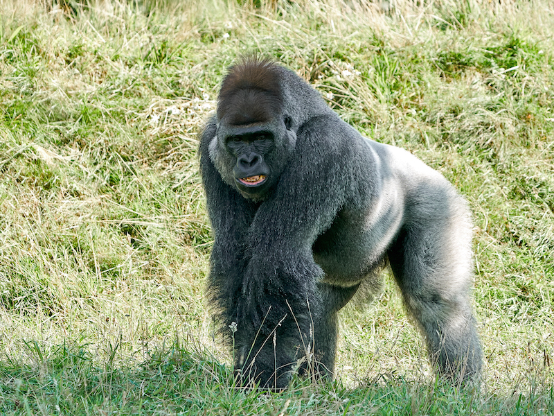Western lowland gorilla in its natural environment