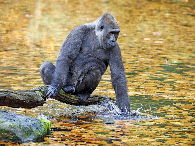 Western Lowland Gorilla splashing water in pond with hand